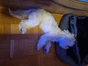 Image chosen by user