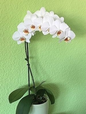 Image chosen by user
