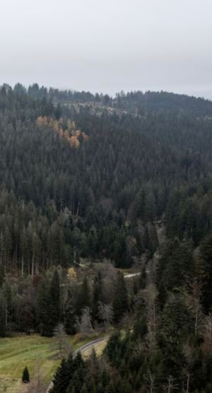 Image chosen by user