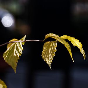 Image chosen by user